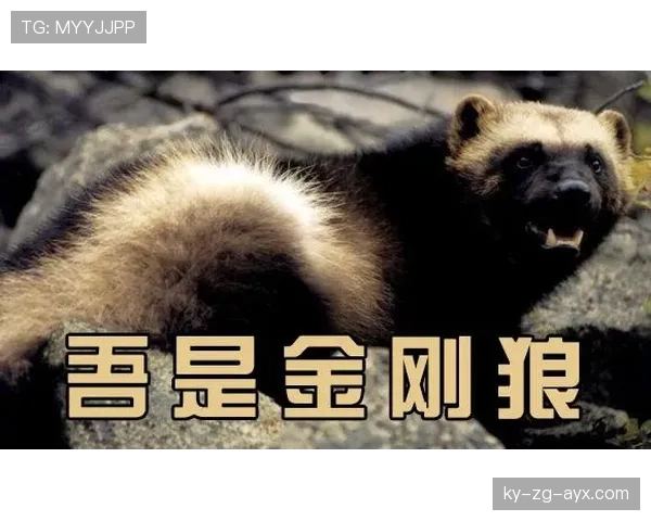输出爆表无人能挡